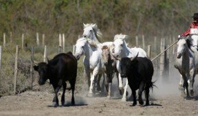 Séminaire en Camargue