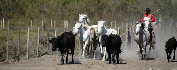 Séminaire en Camargue